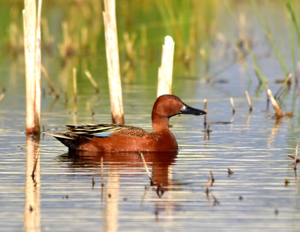 Cinnamon teal at Seedskadee National Wildlife Refuge
