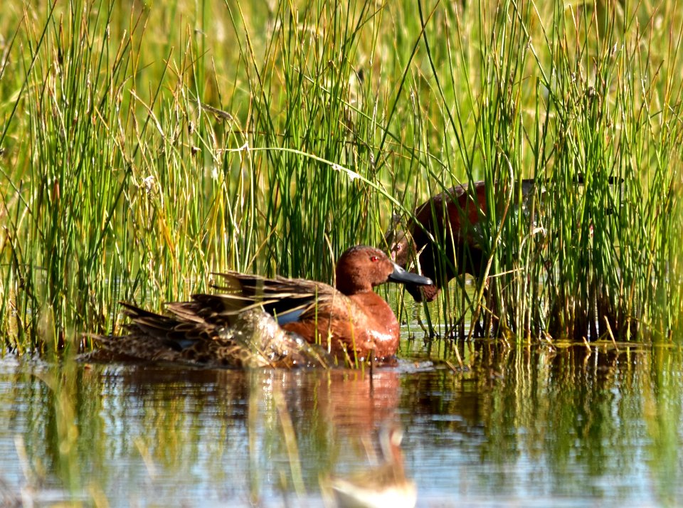Cinnamon teal at Seedskadee National Wildlife Refuge