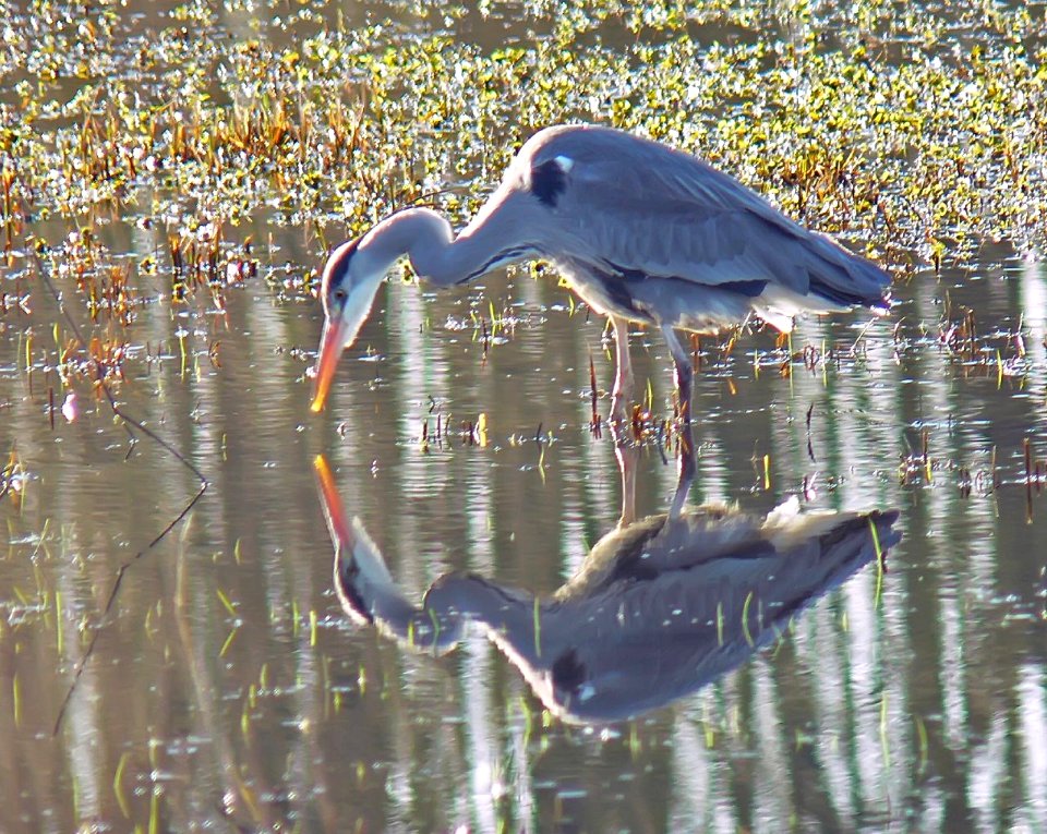 Not always working. Trip to Ghent.  Heron