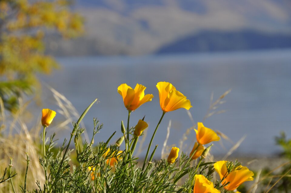 Yellow wildflowers nature