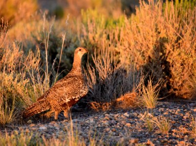 Greater sage-grouse at Seedskadee National Wildlife Refuge