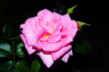 Rose pink fragrant photo