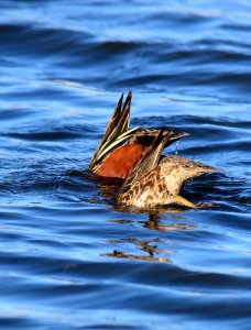 Cinnamon teal at Seedskadee National Wildlife Refuge