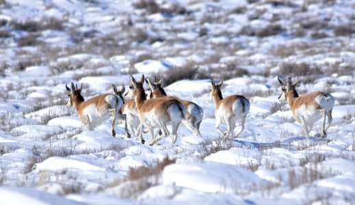 Pronghorn at Seedskadee National Wildlife Refuge