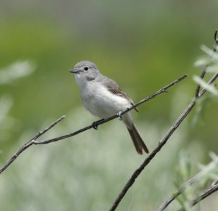 Gray Vireo, Scott Somershoe