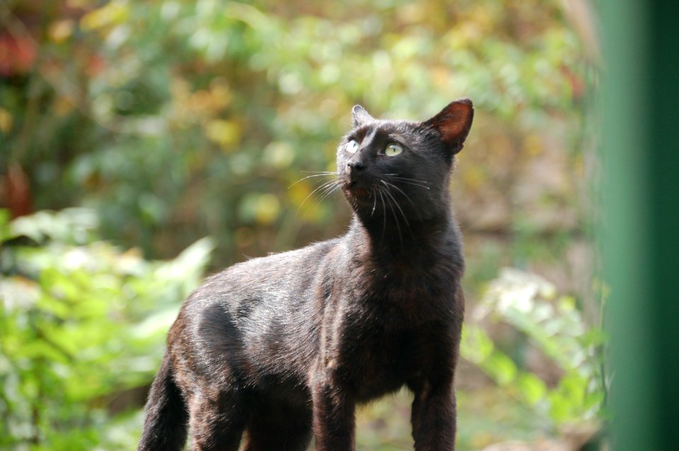 Le chaton - Mačka Alifakovačka