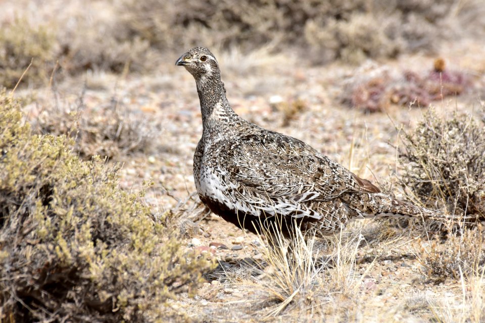 Greater sage-grouse at Seedskadee National Wildlife Refuge