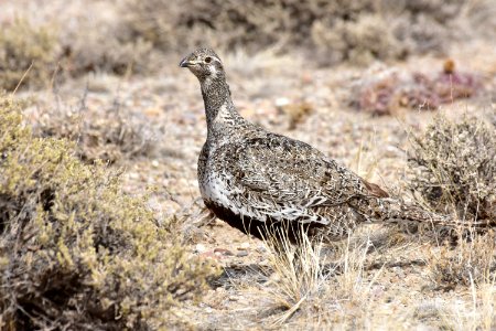 Greater sage-grouse at Seedskadee National Wildlife Refuge