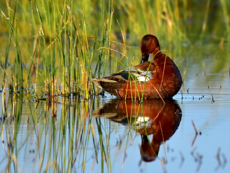 Cinnamon teal at Seedskadee National Wildlife Refuge