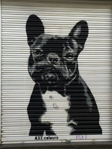 Street art dog sad photo