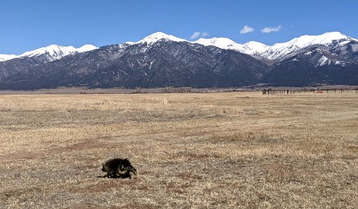 Majestic Porcupine