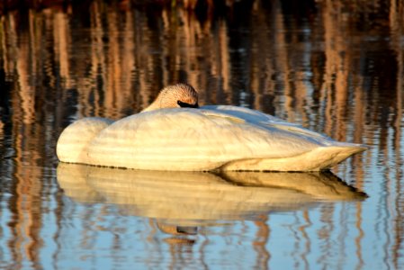 bird trumpeter swan on Seedskadee NWR 1042 photo