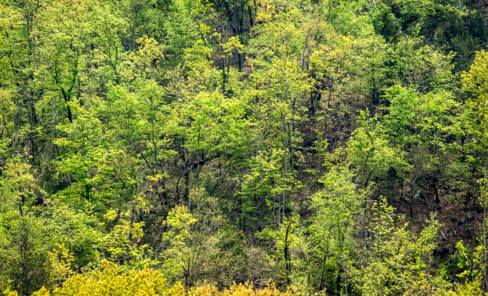 20150408-RD-LSC-0307