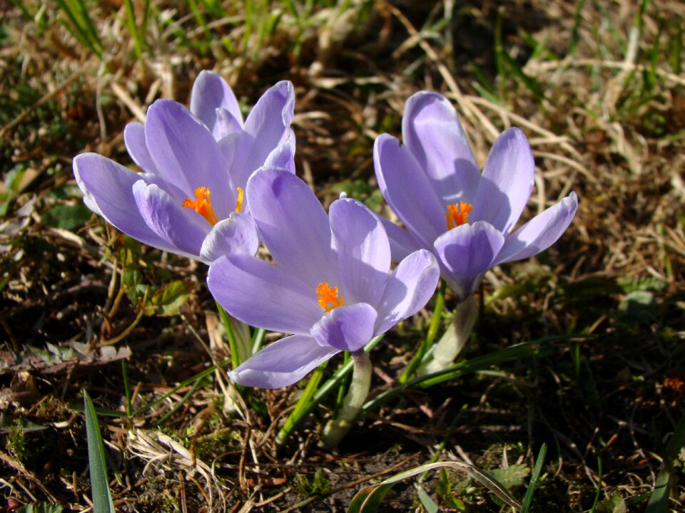 Blooming purple flower
