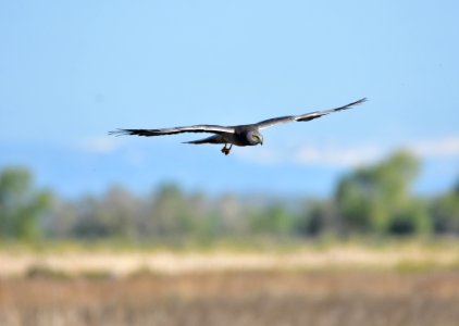 Northern harrier at Seedskadee National Wildlife Refuge