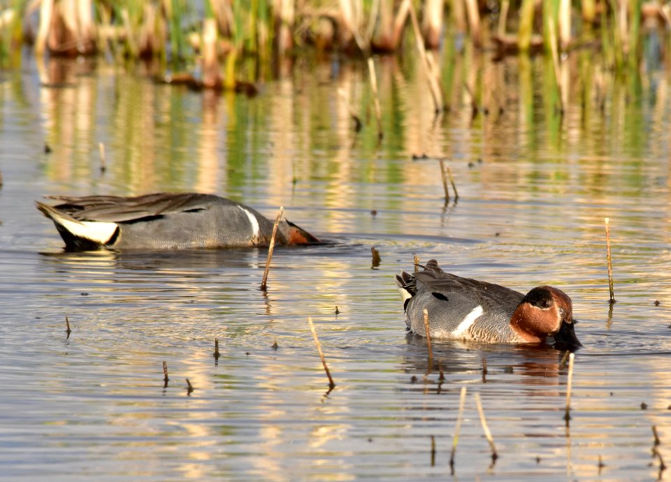 Green-winged teal at Seedskadee National Wildlife Refuge