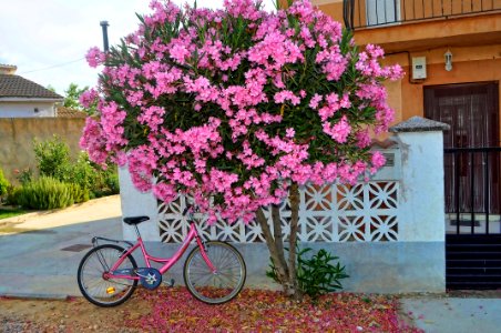 Adelfa con bici rosa photo