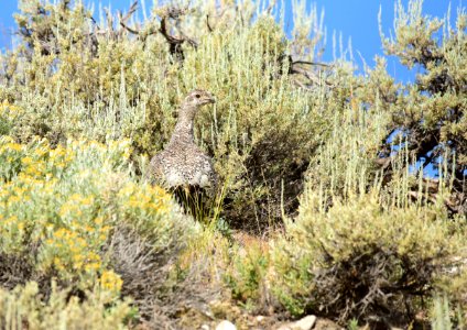 Greater sage-grouse at Seedskadee National Wildlife Refuge