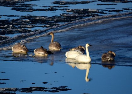 Trumpeter swans at Seedskadee National Wildlife Refuge