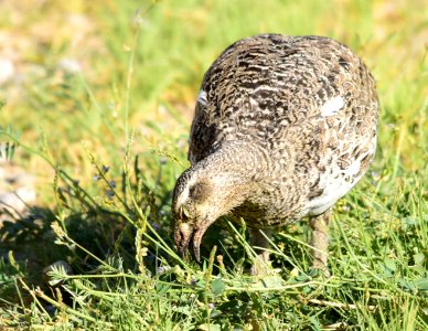 Greater sage-grouse at Seedskadee National Wildlife Refuge