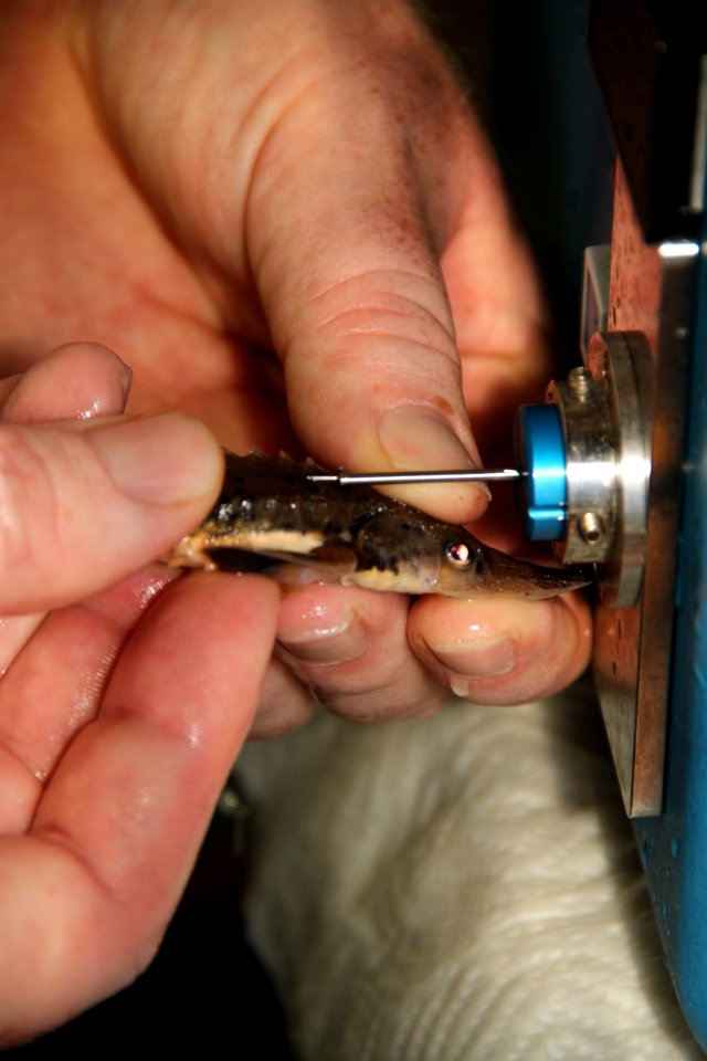 Tagging lake sturgeon