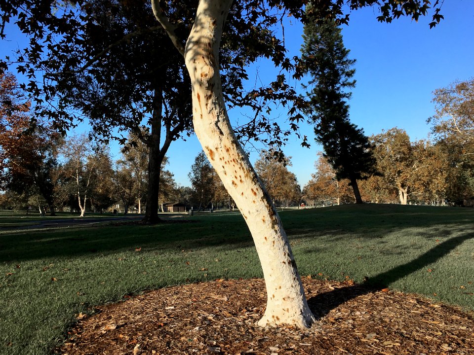 Eucalyptus Hip Shake