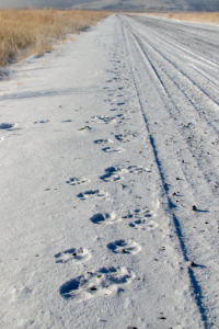 Wolf Tracks photo