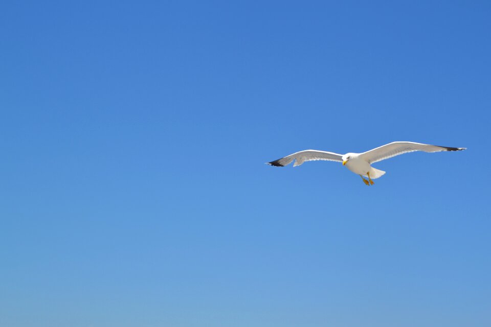 Water animal wind