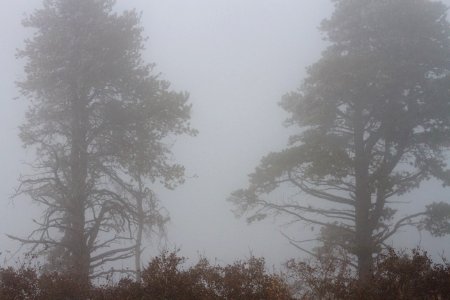 Spooky in the Mist photo