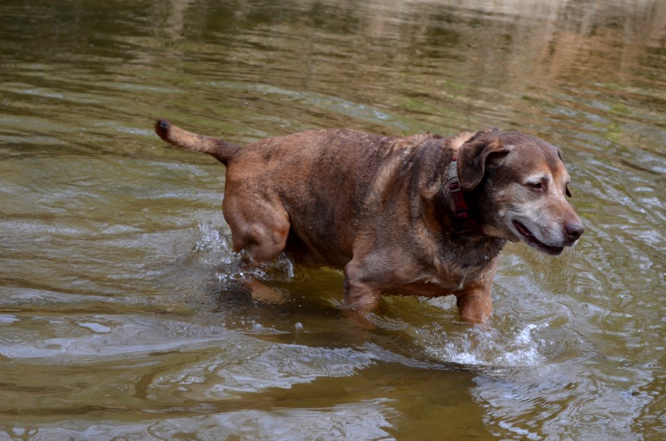 Bosco in the Northwest Branch