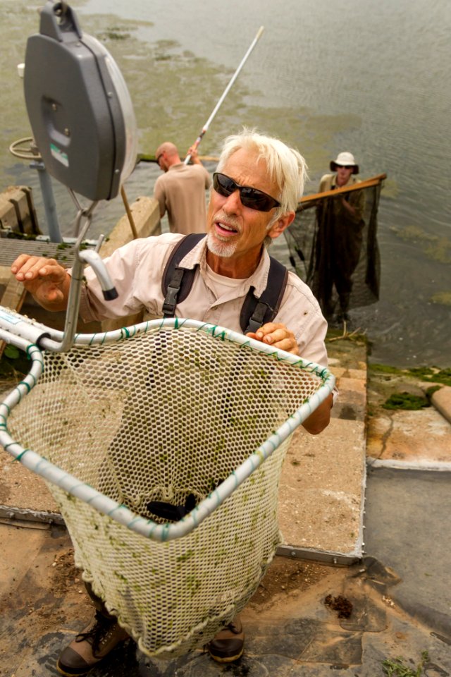 Harvesting a fish rearing pond