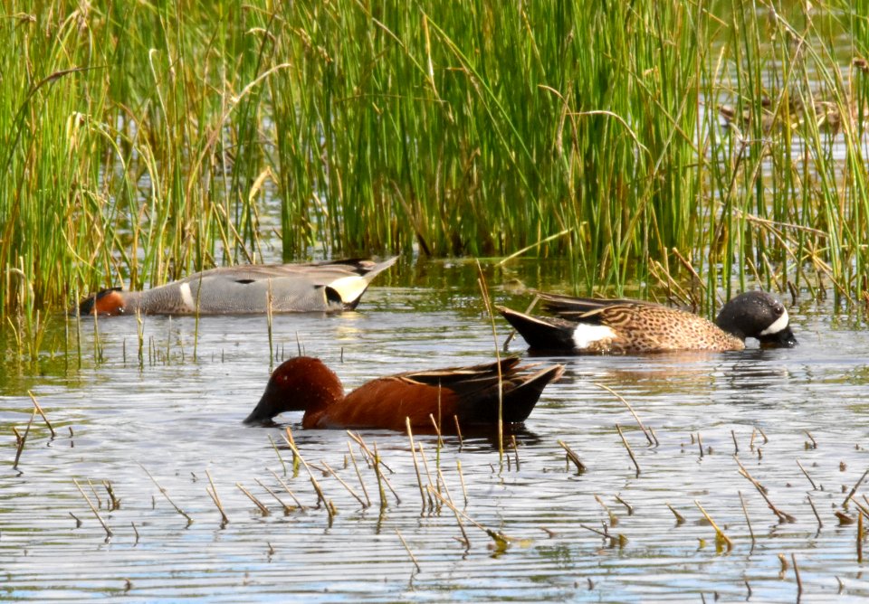 Blue-winged teal, cinnamon teal, green-winged teal at Seedskadee National Wildlife Refuge