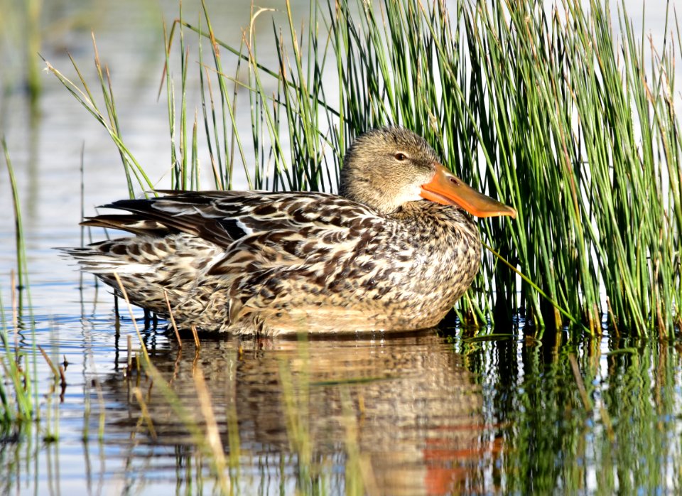 Northern shoveler at Seedskadee National Wildlife Refuge