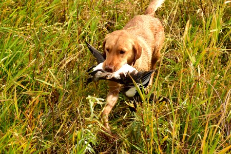 Waterfowl Hunting