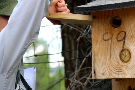 Mountain Bluebird Nestbox Trail Project photo