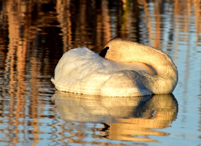 bird trumpeter swan on Seedskadee NWR 1032