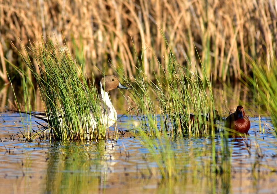 Northern pintail at Seedskadee National Wildlife Refuge
