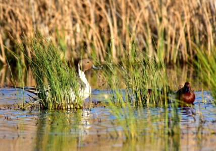 Northern pintail at Seedskadee National Wildlife Refuge