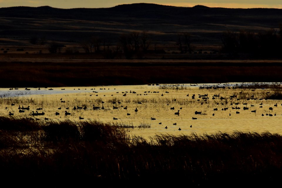 Waterfowl on LaCreek National Wildlife Refuge