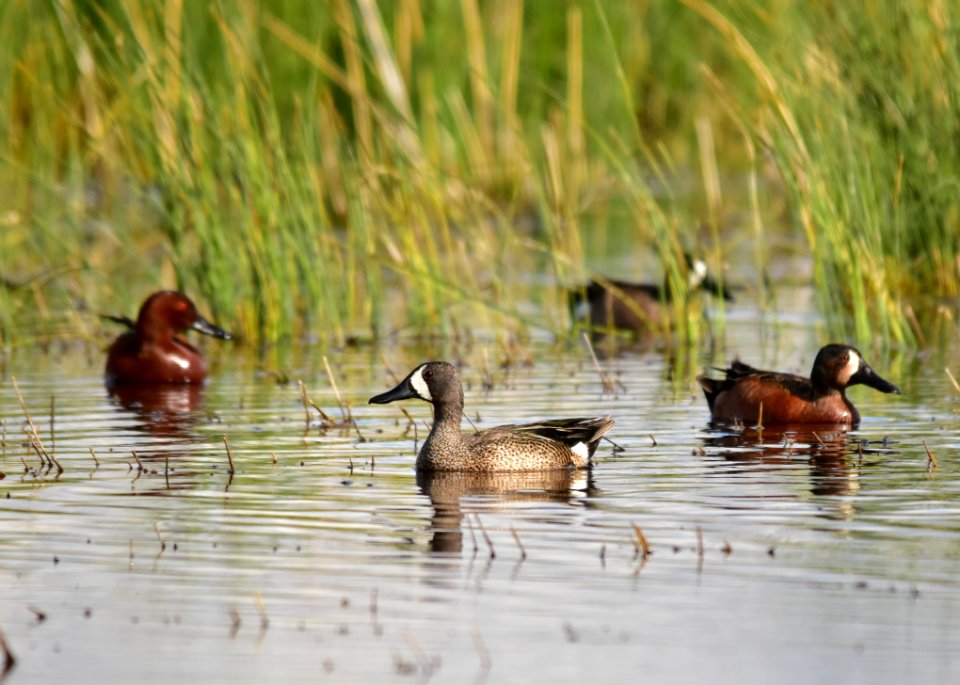 Cinnamon X blue-winged teal cross at Seedskadee National Wildlife Refuge