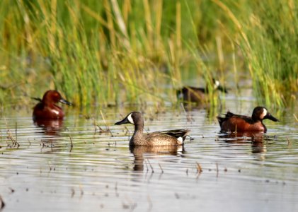 Cinnamon X blue-winged teal cross at Seedskadee National Wildlife Refuge