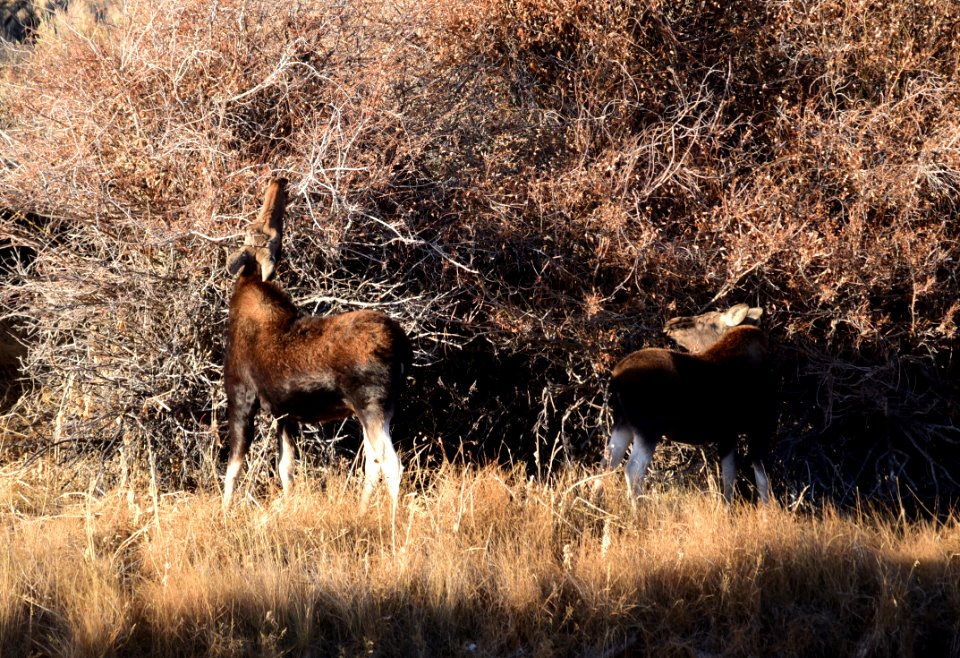 Moose at Seedskadee National Wildlife Refuge