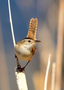 Marsh wren at Seedskadee National Wildlife Refuge