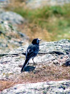Sädesärla (White wagtail)