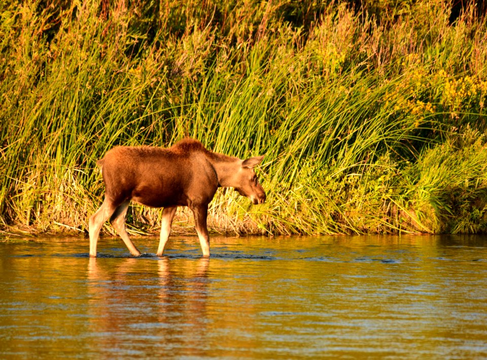 Moose on Seedskadee National Wildlife Refuge