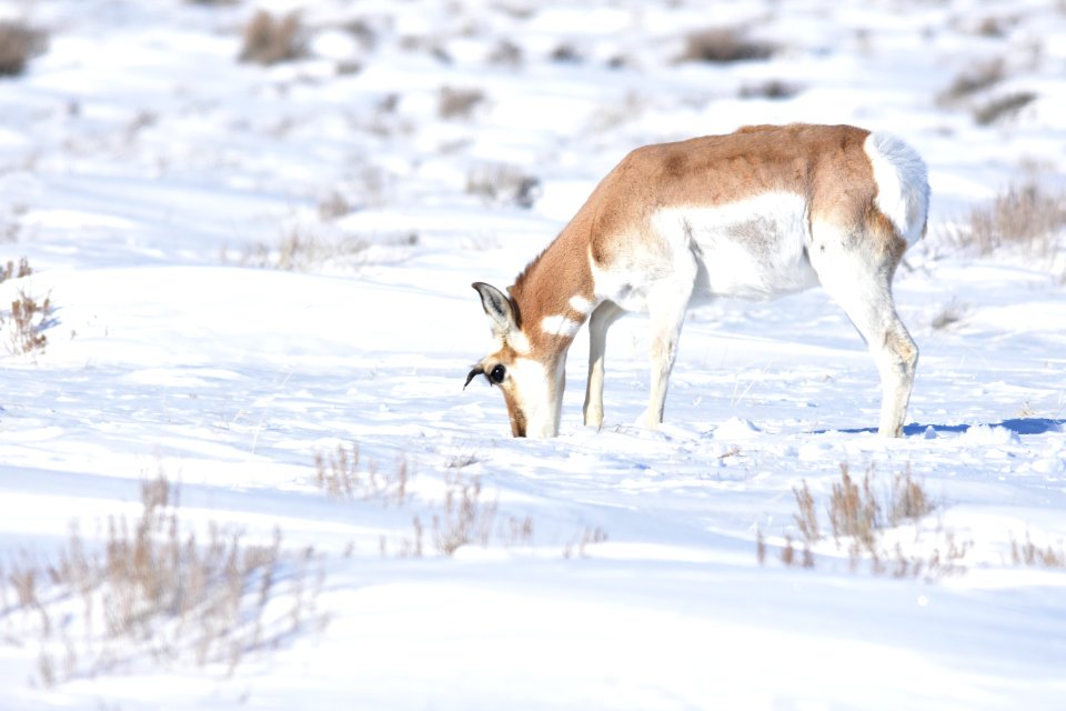 Pronghorn at Seedskadee National Wildlife Refuge