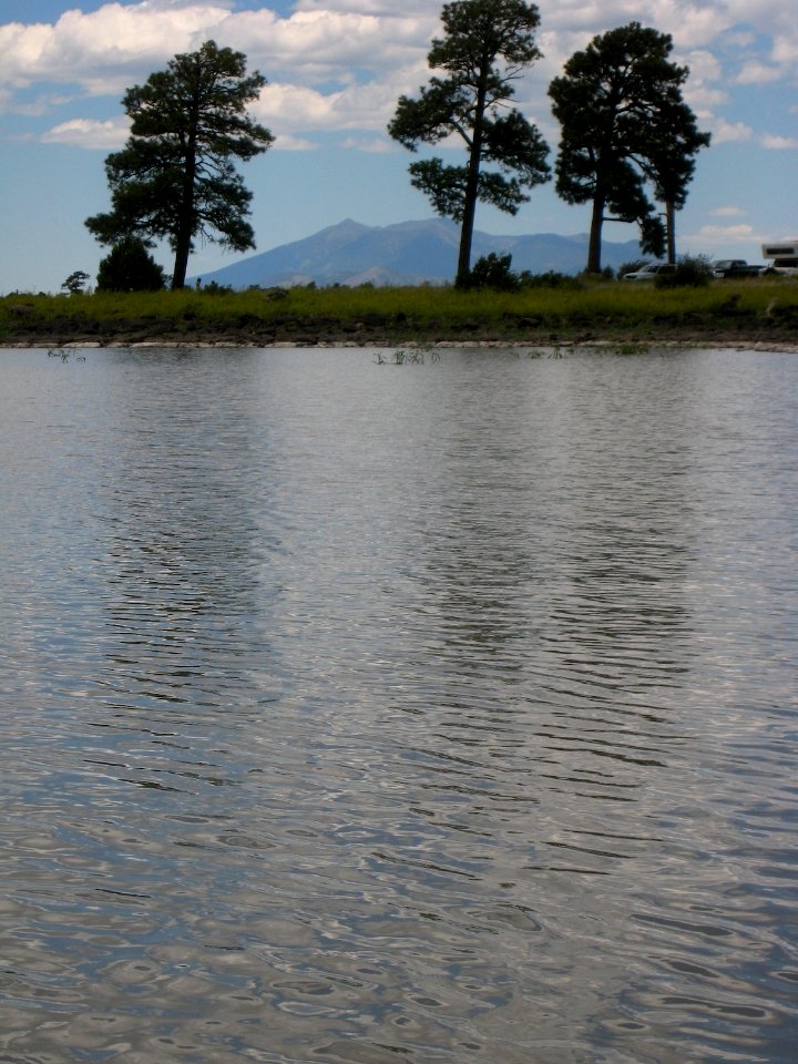 Trees by Ashurst Lake