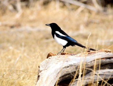 Black-billed magpie on Seedskadee National Wildlife Refuge photo