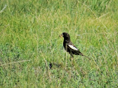 Male Lark Bunting carrying food to nestlings at Schriever Air Force Base, Colorado Springs, Colorado. Clark Jones / USFWS