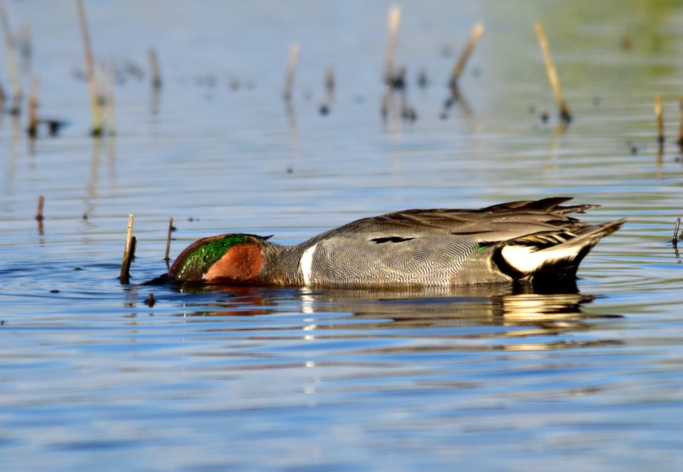 Green-winged teal at Seedskadee National Wildlife Refuge